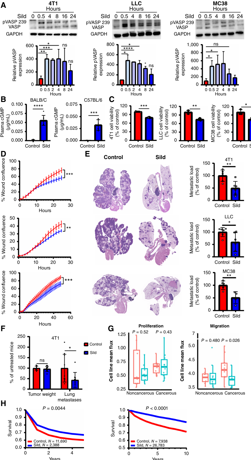 논문 Figure 1. 실데나필 처리 후 cGMP 활성 증가, 세포 생존·콜로니·이동성 감소, 마우스 모델에서 폐 전이 감소를 함께 제시한다.