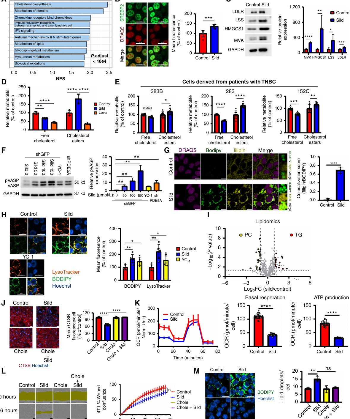 논문 Figure 2. 실데나필 처리 후 cholesterol biosynthesis 관련 신호와 막·미토콘드리아 변화가 나타난다.
