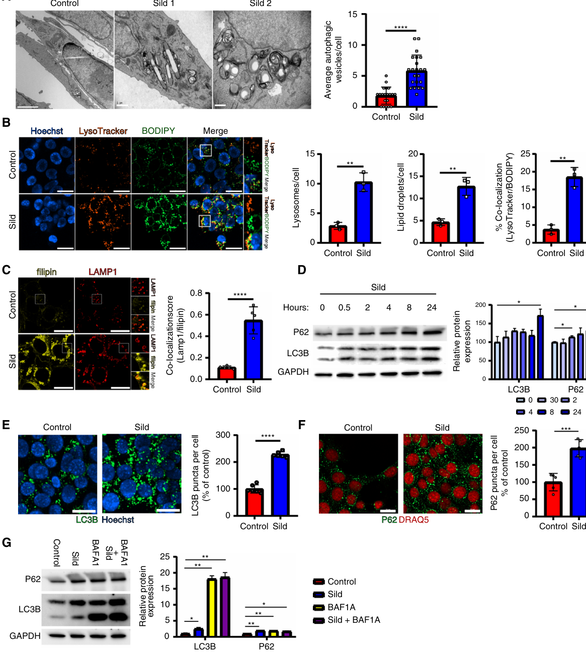 논문 Figure 3. 실데나필 처리 후 리소좀 콜레스테롤 축적과 autophagy 관련 변화가 관찰된다.
