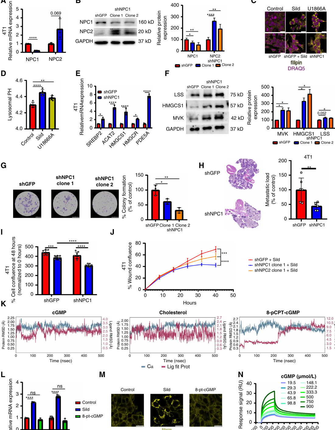 논문 Figure 4. NPC1 downregulation이 실데나필 처리와 유사한 암 억제 phenotype을 재현한다.