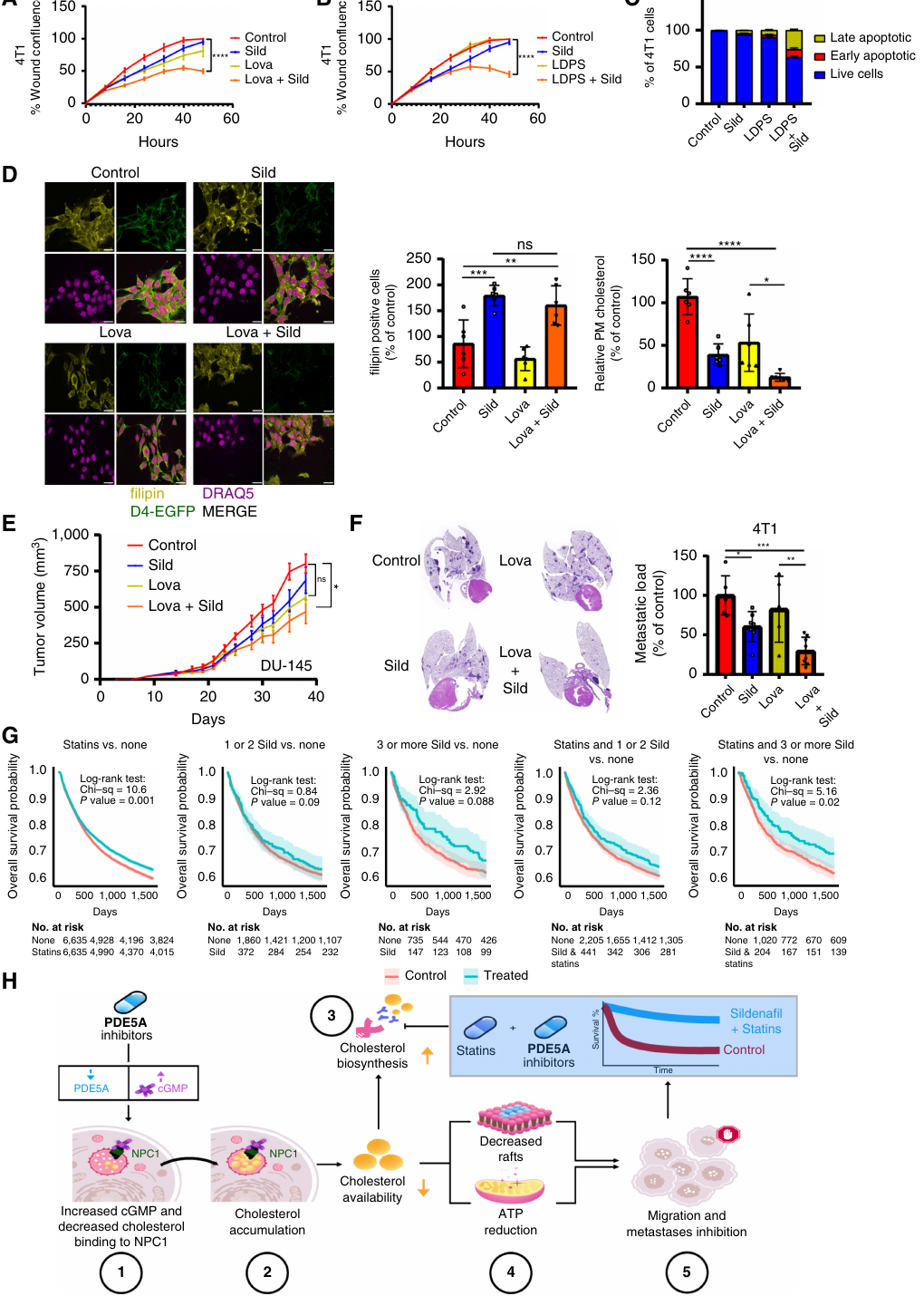 논문 Figure 6. 실데나필과 lovastatin 조합은 migration, apoptosis, mouse tumor/metastasis, 환자 생존 연관 분석까지 이어진다.